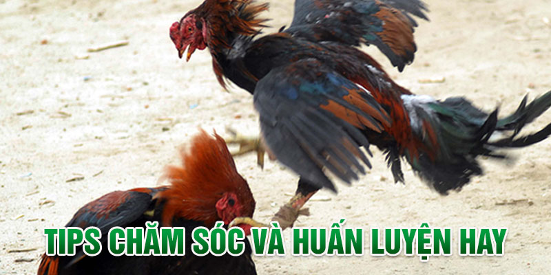 Tips chăm sóc và huấn luyện hay