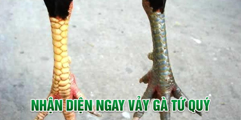Tìm hiểu về đặc điểm nhận diện vảy tứ quý