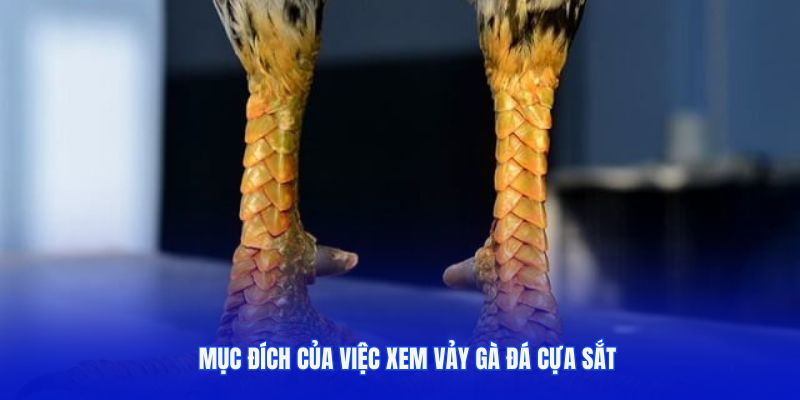 Tìm hiểu về mục đích của việc xem vảy gà đá cựa sắt
